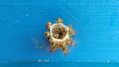 Abelhas Jataí no canudo de entrada da colmeia