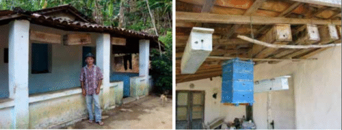 Meliponário Coletivo Clássico