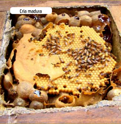 Cria Madura