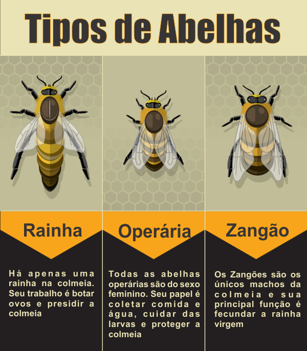 Tipos de Abelhas