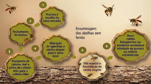 reprodução das abelhas sem ferrão