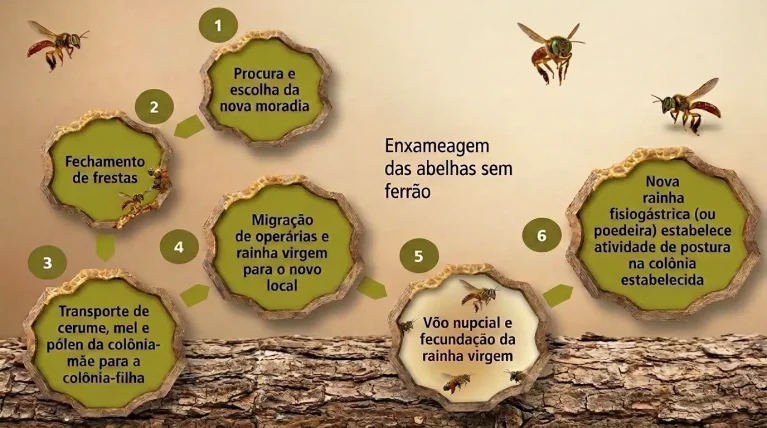 reprodução das abelhas sem ferrão