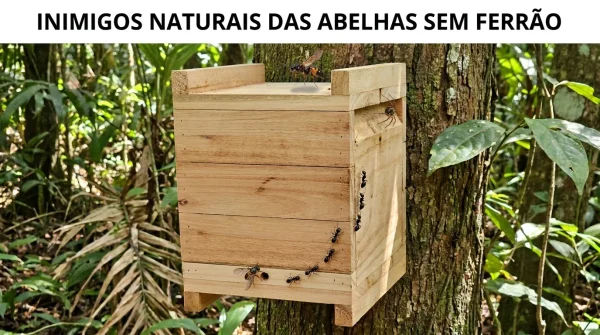 Inimigos Naturais das Abelhas Sem Ferrão