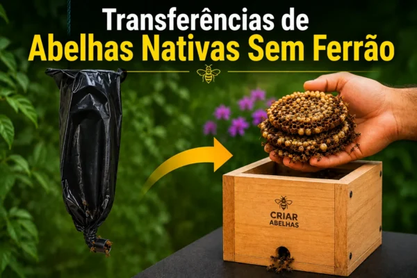 Transferências de Abelhas Nativas Sem Ferrão
