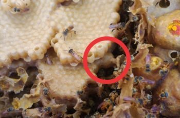 Diferença entre (Trigoniformes)Trigonas e Meliponas
