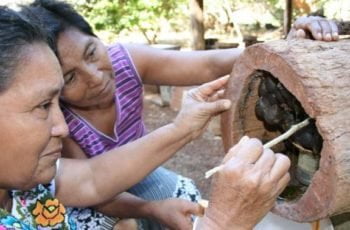 O que é Meliponicultura