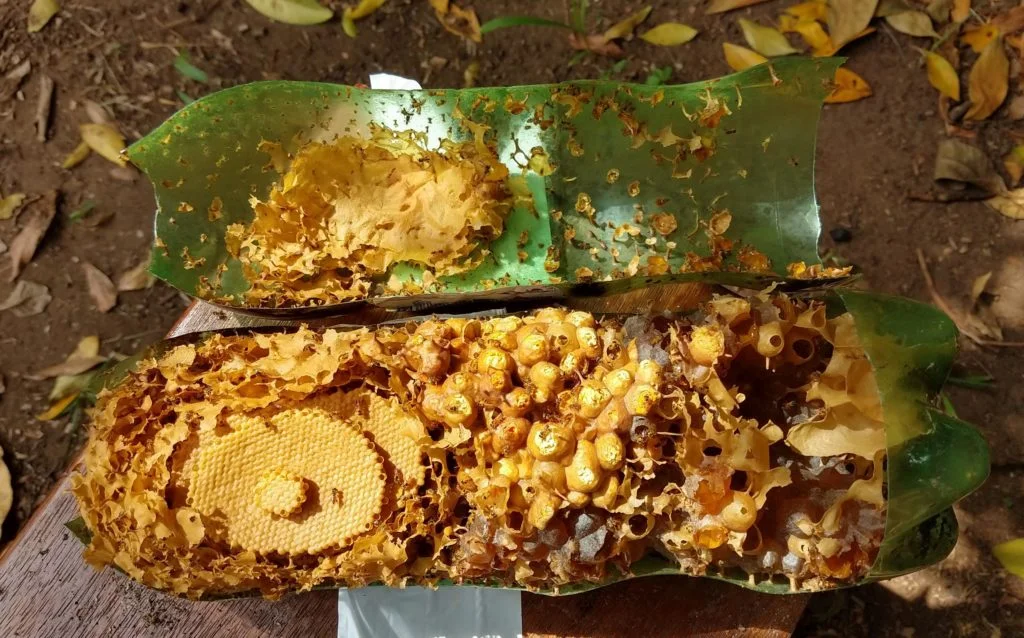 Abelhas Jataí - Isca Pet