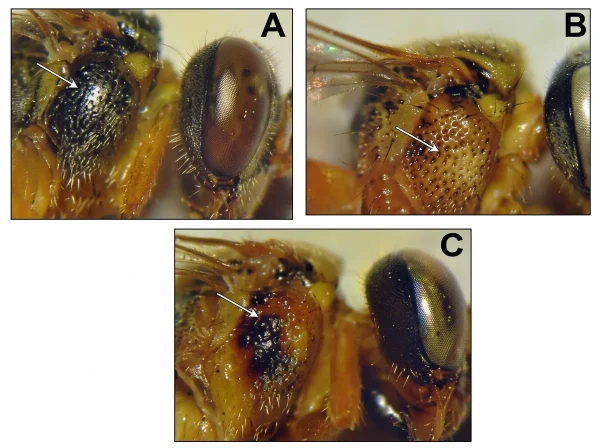 Comparação do mesepisterno da abelha Jataí: A, Tetragonisca angustula com região escura; B, Tetragonisca fiebrigi com coloração ferruginosa; C, exemplar indicado como híbrido.