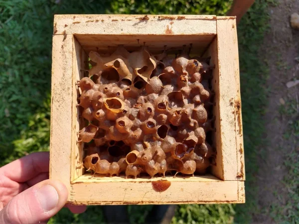 Potes de alimento de abelhas Jataí no interior de uma caixa de madeira, mostrando estruturas de cerume utilizadas para armazenar mel e pólen.