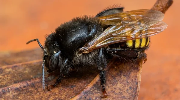 Abelha Mandaçaia (Melipona quadrifasciata) em close, mostrando o corpo escuro, as asas translúcidas e as faixas amarelas do abdômen.