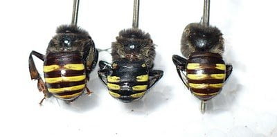 Abelhas Mandaçaia Quadrifasciata - MQQ, MQA, Mestiça Abelhas Mandaçaia Quadrifasciata - MQQ, MQA, Mestiça