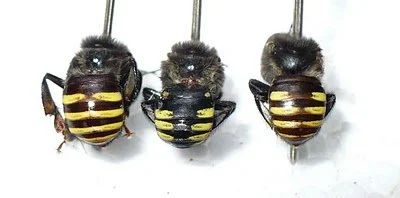 Mandaçaia Quadrifasciata - MQQ, MQA, Mestiça