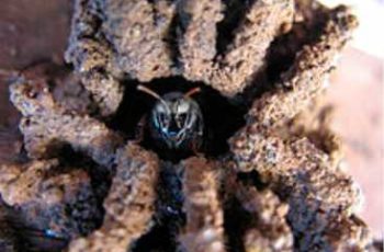 Abelhas Mandaçaia