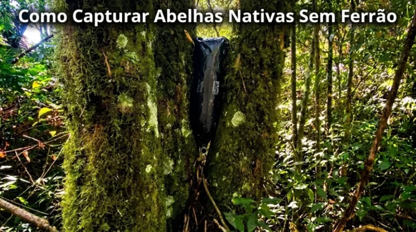 Como Capturar Abelhas Nativas Sem Ferrão