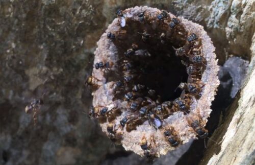 Abelhas Mandaguari Amarela - Scaptotrigona Xanthotricha - Entrada