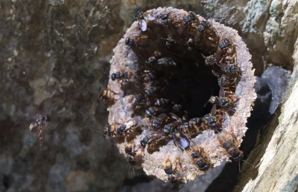 Abelhas Mandaguari Amarela - Scaptotrigona Xanthotricha - Entrada
