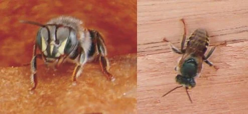 Abelhas Manduri - Melipona Asilvai