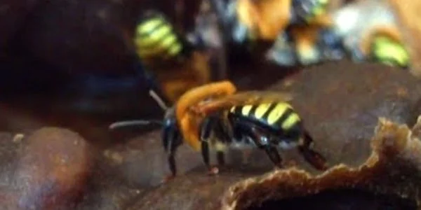 Abelhas Manduri - Melipona Favosa Orbignyi