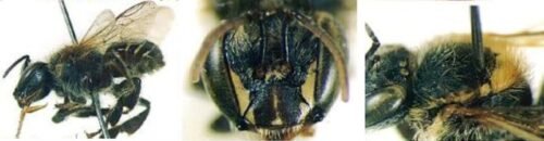 Abelhas Manduri - Melipona Marginata Carioca