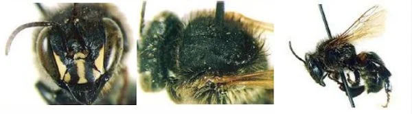 Abelhas Manduri - Melipona Marginata Marginata
