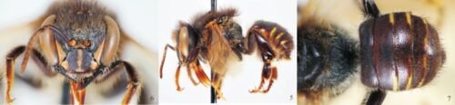 Abelhas Manduri - Melipona Torrida