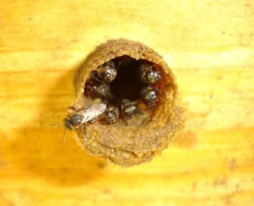 Abelhas Tubiba - Scaptotrigona Tubiba - Entrada