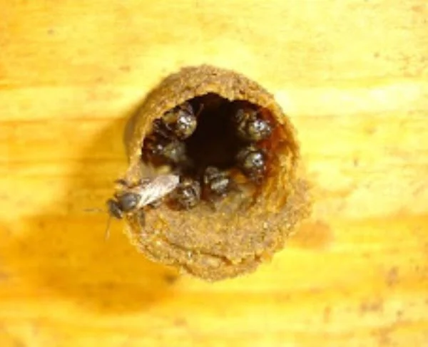 Abelhas Tubiba - Scaptotrigona Tubiba - Entrada