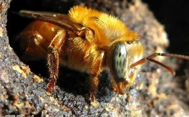 Abelhas Uruçu Amarela - Melipona Rufiventris