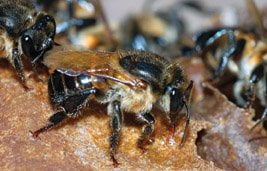 Abelhas Uruçu Boca de Renda - Melipona Seminigra