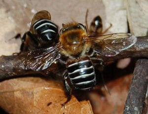 Abelhas Uruçu Nordestina - Melipona Scutellaris