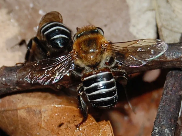Duas abelhas Uruçu-Verdadeira (Melipona scutellaris), com tórax de pilosidade dourada e abdômen escuro com faixas claras.