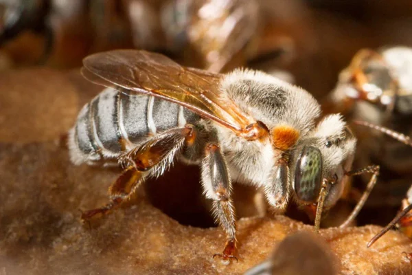 Abelha Uruçu-cinzenta ou Tiúba (Melipona fasciculata) em detalhe, com pilosidade acinzentada, asas translúcidas e faixas claras no abdômen.