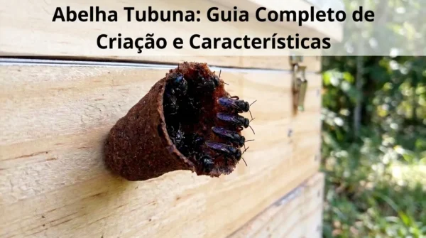 Abelha Tubuna Guia Completo de Criação e Características