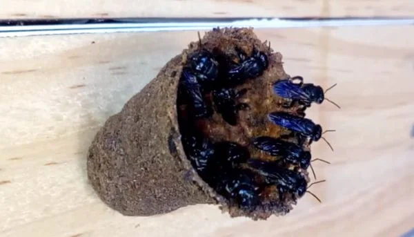 Abelhas Tubuna - Scaptotrigona Bipunctata - Entrada
