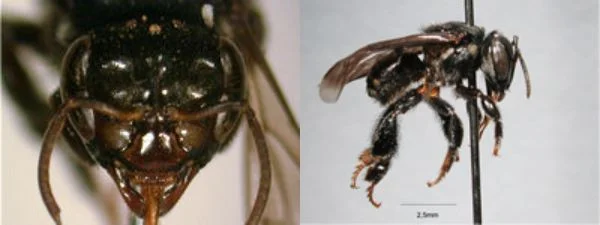 Abelhas Tubuna - Scaptotrigona Bipunctata