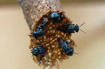 Abelhas Benjoi