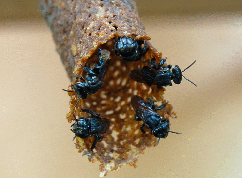 Abelhas Benjoi - Scaptotrigona Polysticta - Entrada