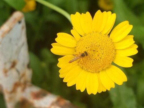 Abelha jataí em flor