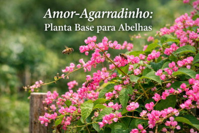 Amor-Agarradinho: Planta Base para Abelhas