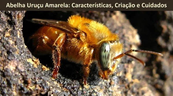 Abelha Uruçu-Amarela Características, Criação e Cuidados