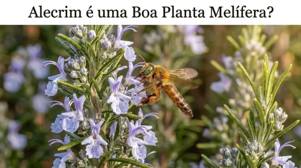 Alecrim é uma Boa Planta Melífera?