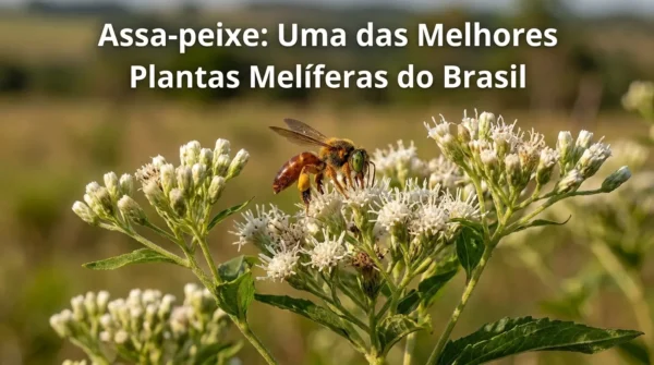 Assa-peixe: Uma das Melhores Plantas Melíferas do Brasil