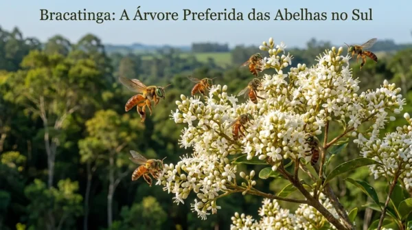 Bracatinga: A Árvore Preferida das Abelhas no Sul