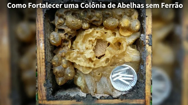 Como Fortalecer uma Colônia de Abelhas Sem Ferrão