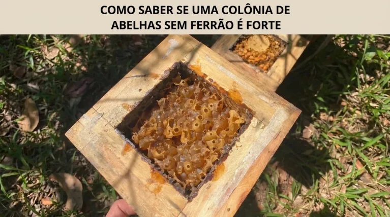 Como Saber se uma Colônia de Abelhas Sem Ferrão Está Forte