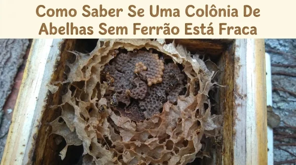 Como Saber se uma Colônia de Abelhas Sem Ferrão Está Fraca