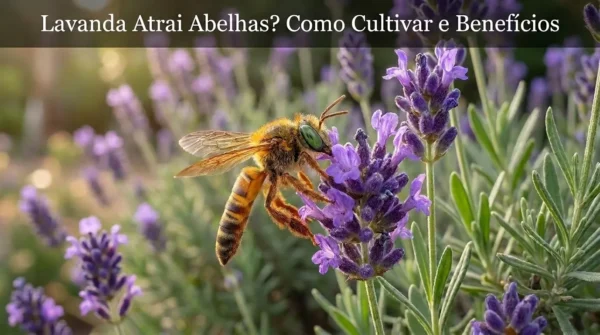 Lavanda Atrai Abelhas? Como Cultivar e Benefícios