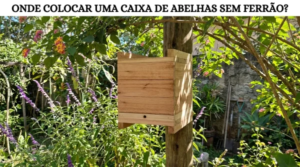 Onde Colocar a Caixa de Abelhas Sem Ferrão?