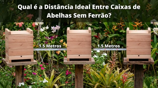 Qual a Distância Ideal Entre Caixas de Abelhas Sem Ferrão?