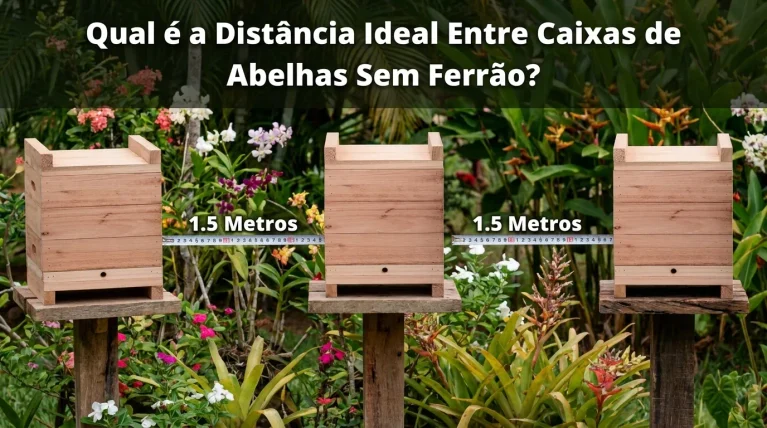 Qual a Distância Ideal Entre Caixas de Abelhas Sem Ferrão?